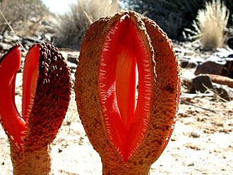 yeralti-bitki-hydnora-africana