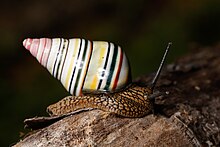 liguus-virgineus-konfet-sekilli-ilbiz
