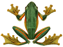 rhacophorus-reinwardtii-qurbagasi