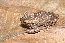 osteocephalus-buckleyi-qurbagasi