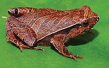 physalaemus-maculiventris-qurbagasi