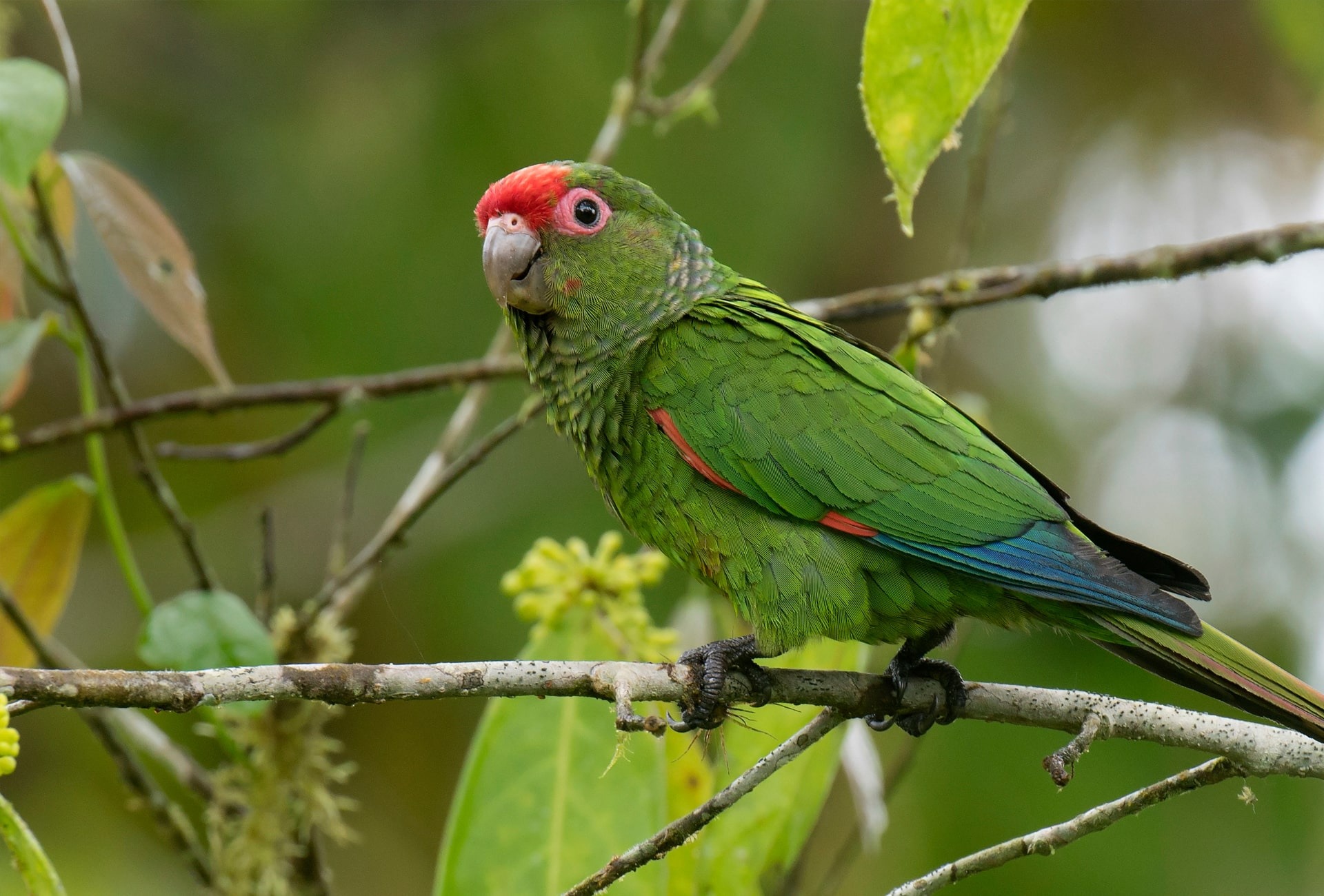 el-oro-tutuqususu