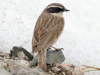 qehveyi-cemenci