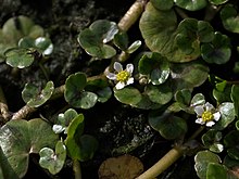 ranunculus-hederaceus