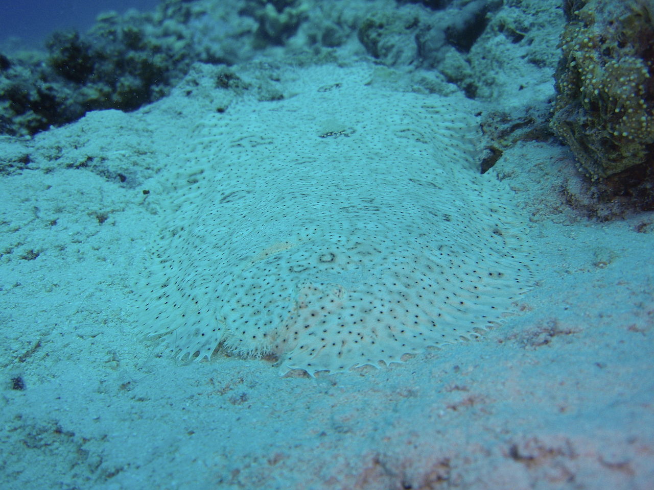 pardachirus-marmoratus-baligi