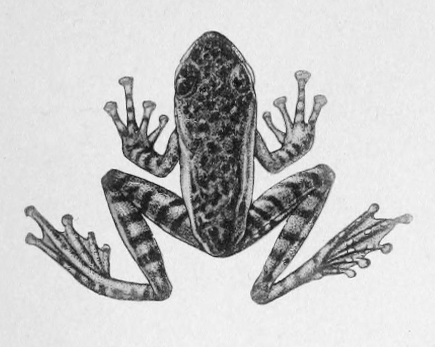oreophryne-minuta-qurbagasi