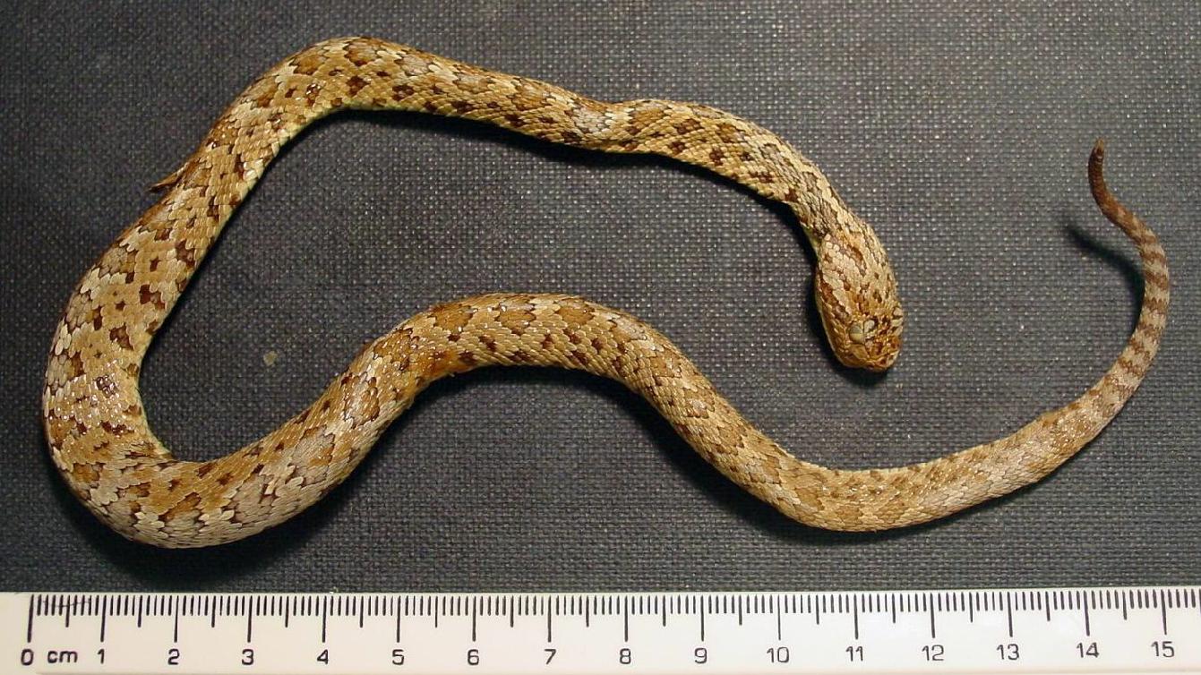 crotalus-stejnegeri-ilani
