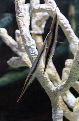 centriscidae