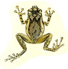 oreophryne-celebensis-qurbagasi