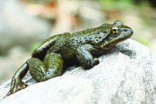 oreophryne-wolterstorffi-qurbagasi