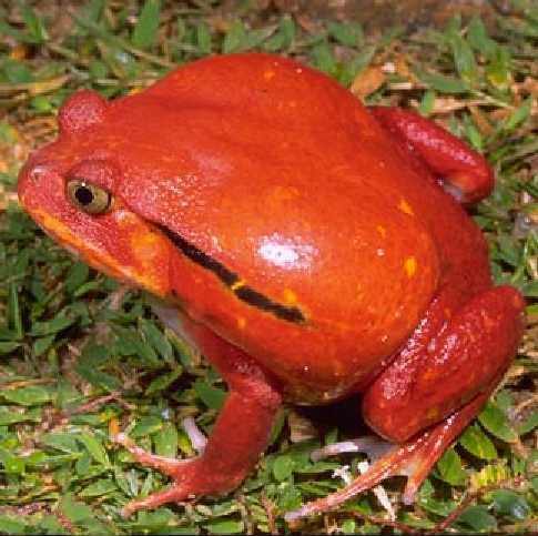 dyscophus-antongilii-qurbagasi