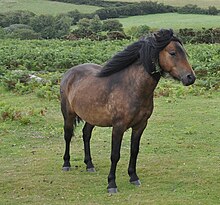 dartmoor-pony-at-cinsi
