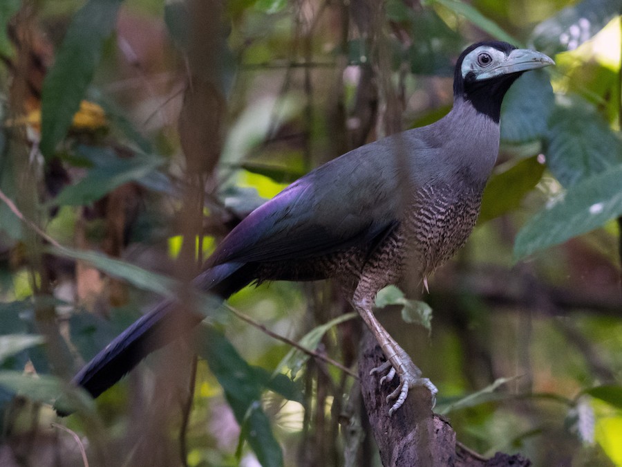 borneo-torpaq-ququ-qusu