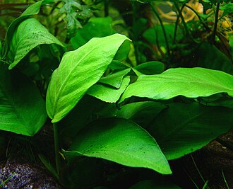anubias-barteri-bitki