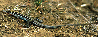 portaqlibogaz-cubuqquyruq