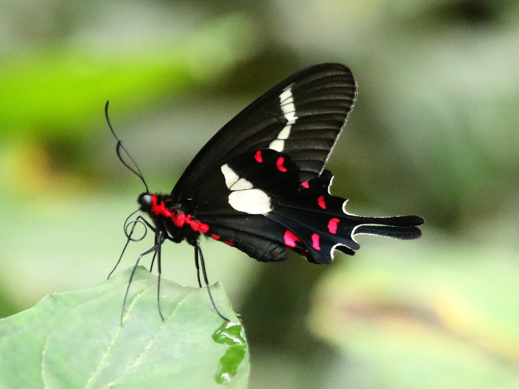 parides-agavus-agavus-kepeneyi