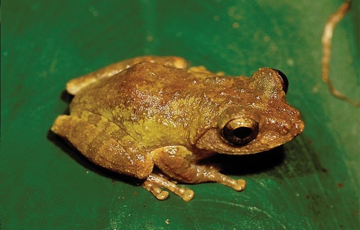 kurixalus-wangi-qurbagasi