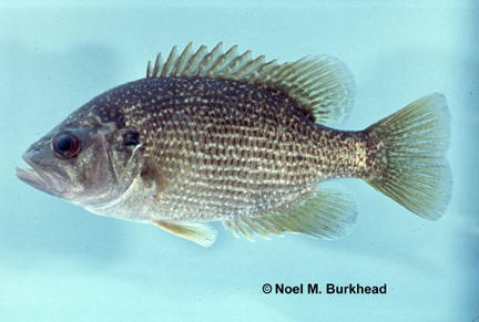 roanoke-bass-baligi