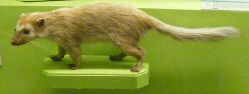 borneo-xorek-porsugu