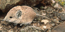 namib-yumruqulaq-fil-sicani