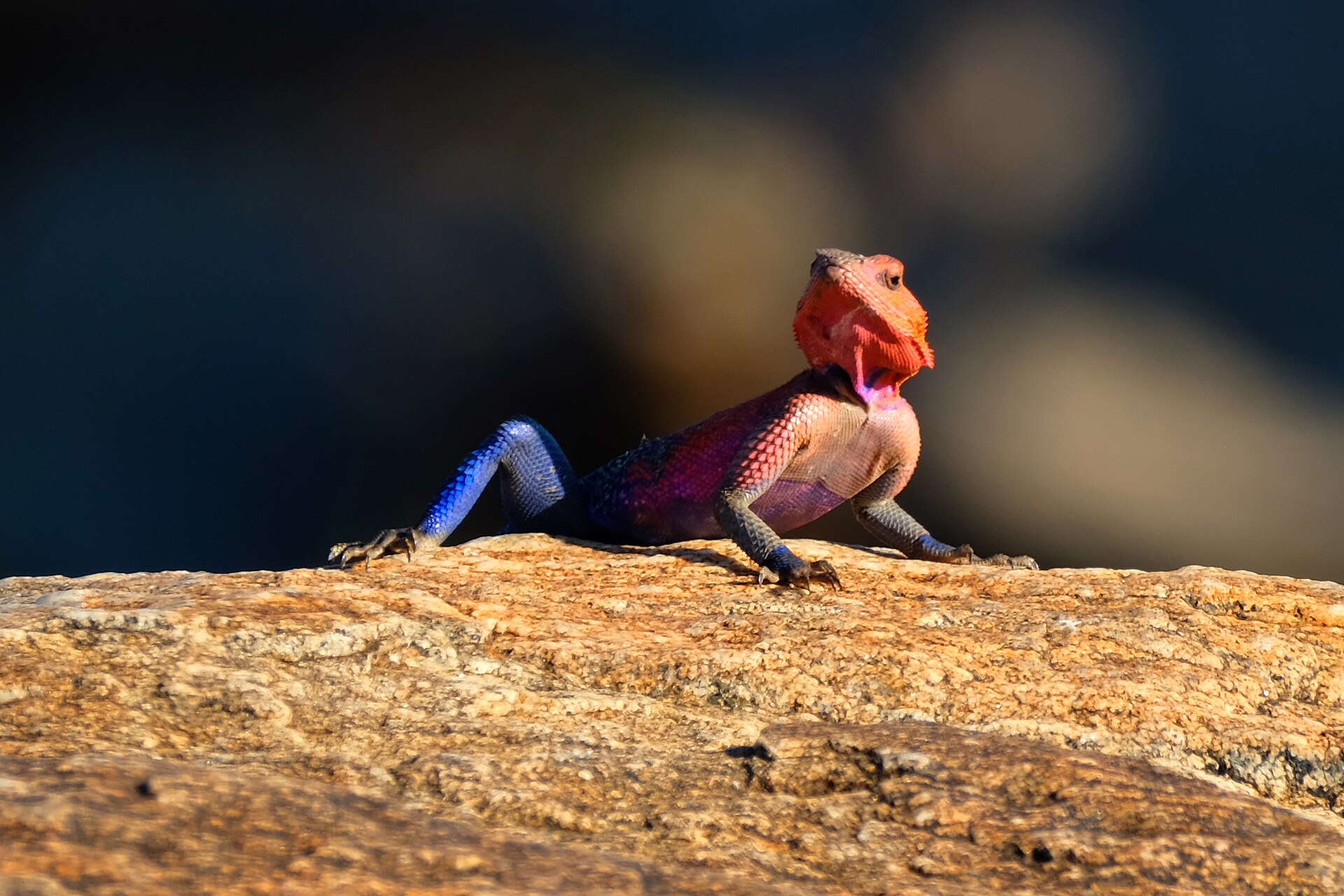 adi-agama-kertenkelesi