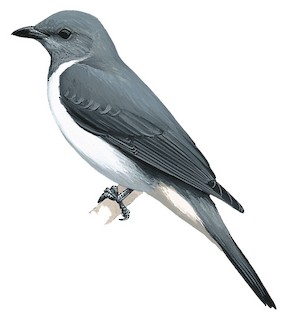 grauer-quqususekilli-alacohresi
