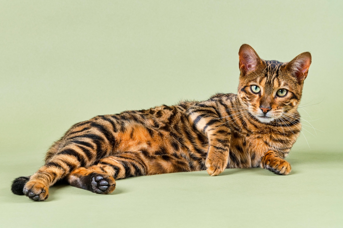 toyger-pisiyi