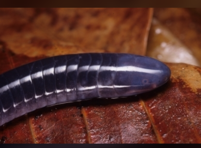 dermophis-parviceps-soxulcan-novu