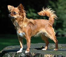 chihuahua-it-cinsi