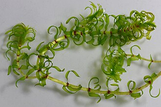 elodea-nuttallii