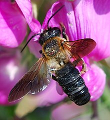 megachile-sculpturalis-ari-novu