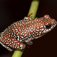 hyperolius-vilhenai-qurbagasi