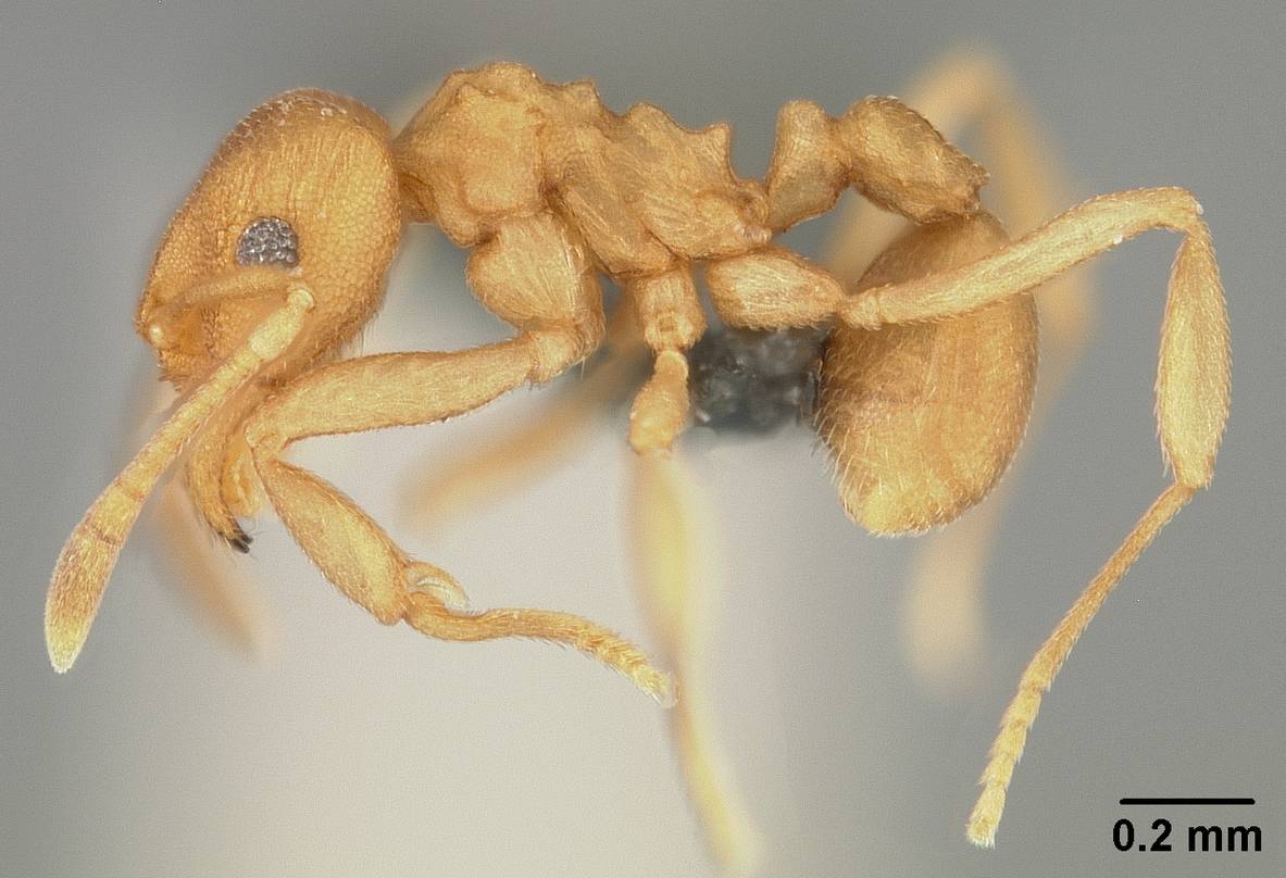 cyatta-qarisqasi