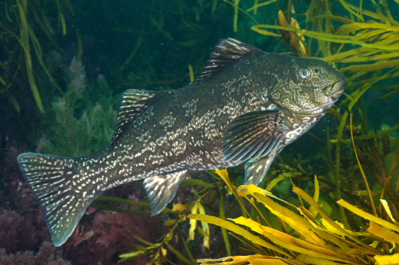 aplodactylus-baligi