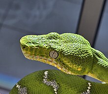 zumrud-agac-ilani-corallus-caninus