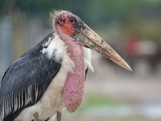 marabu-leyleyi