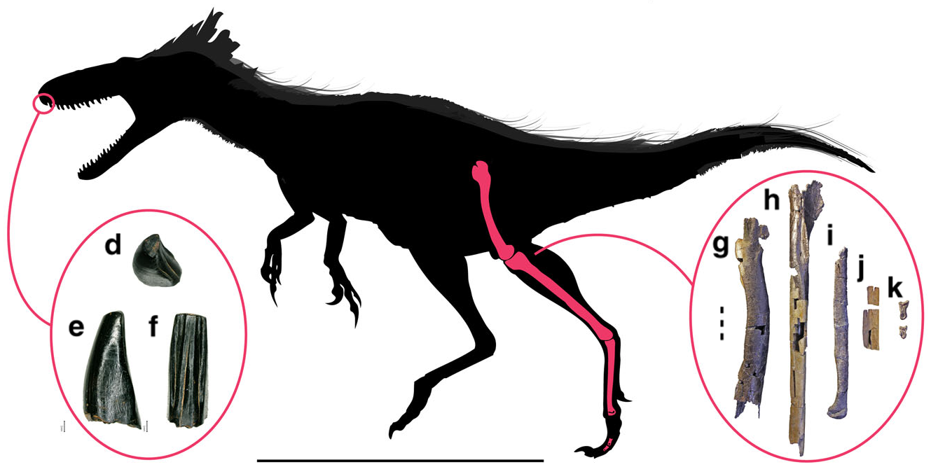 moros-intrepidus
