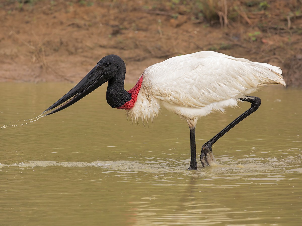 jabiru-qus-novu