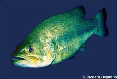 micropterus-baliq-novu