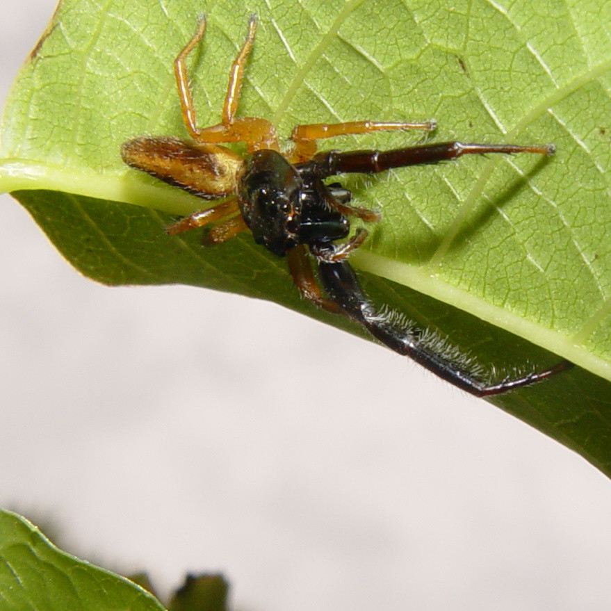 trite-planiceps-horumceyi