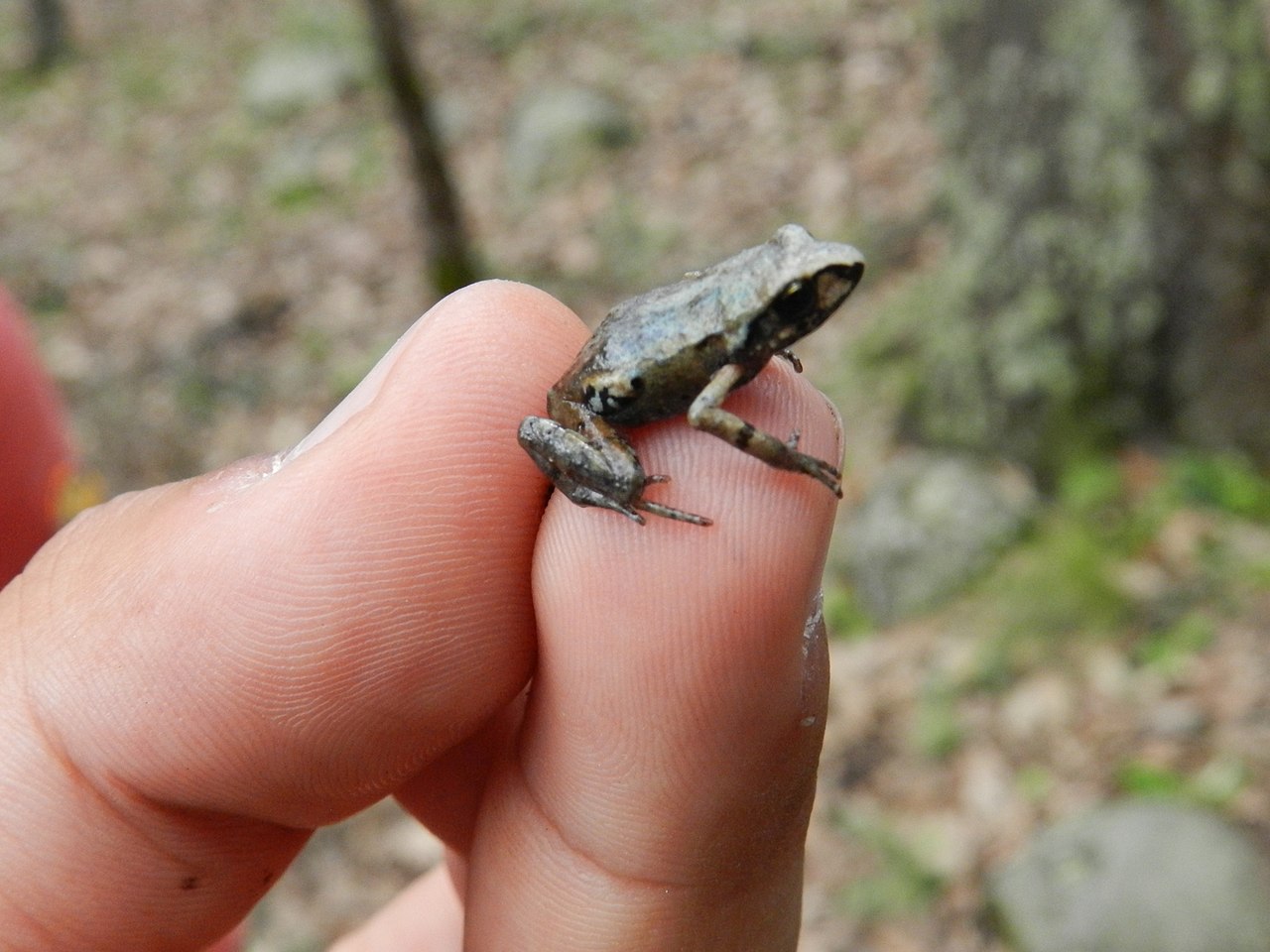 eleutherodactylus-angustidigitorum-qurbagasi