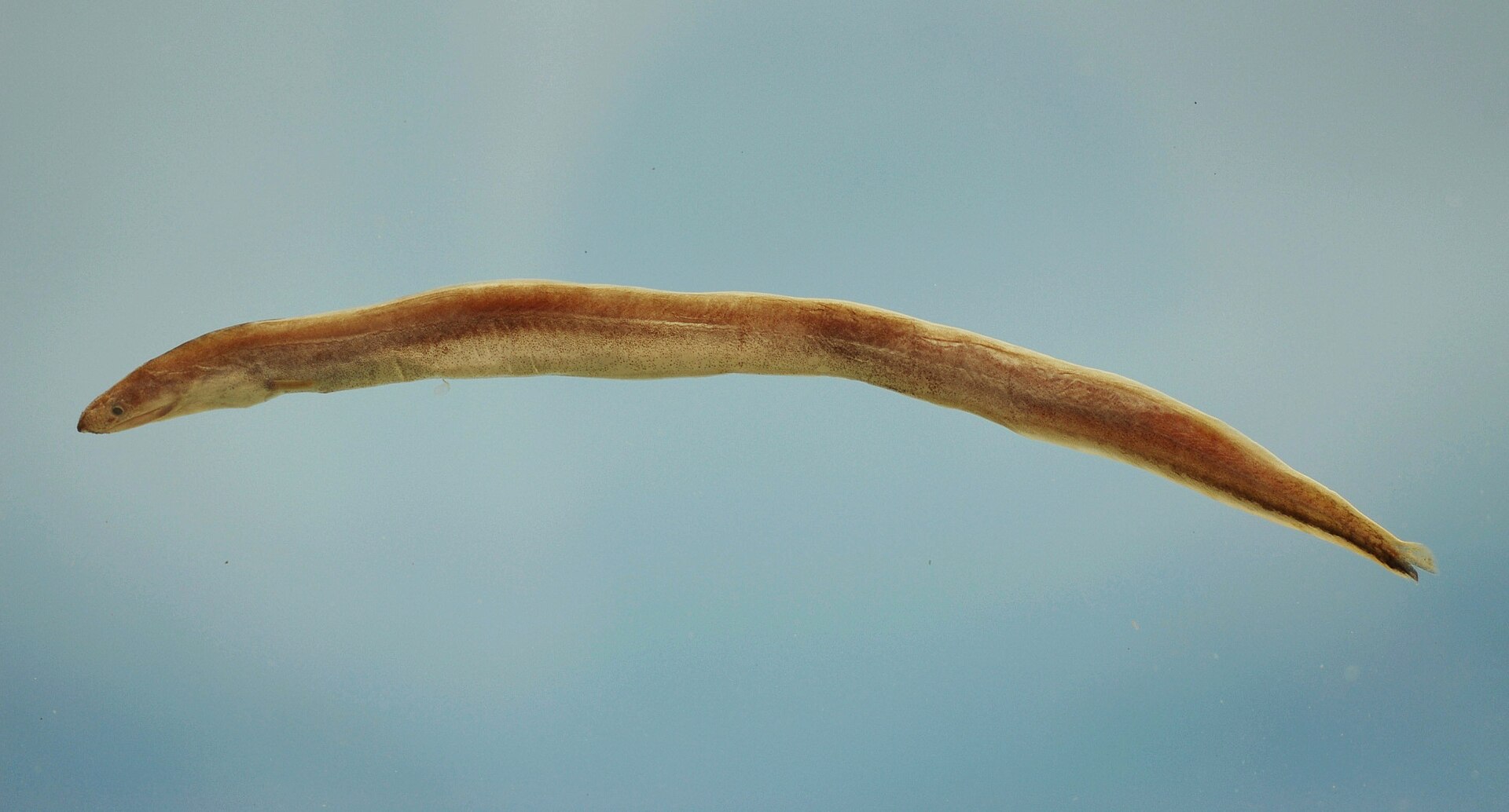 dysomma-anguillare-baligi