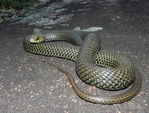 philodryas-patagoniensis-ilani