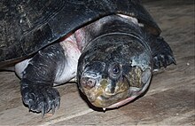 boyukbas-amazon-cay-tisbagasi