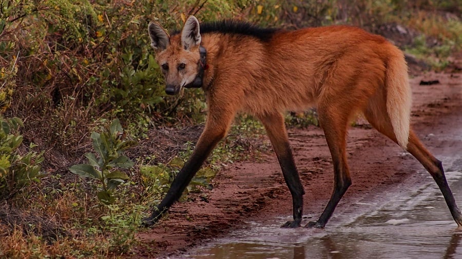 maned-canavari