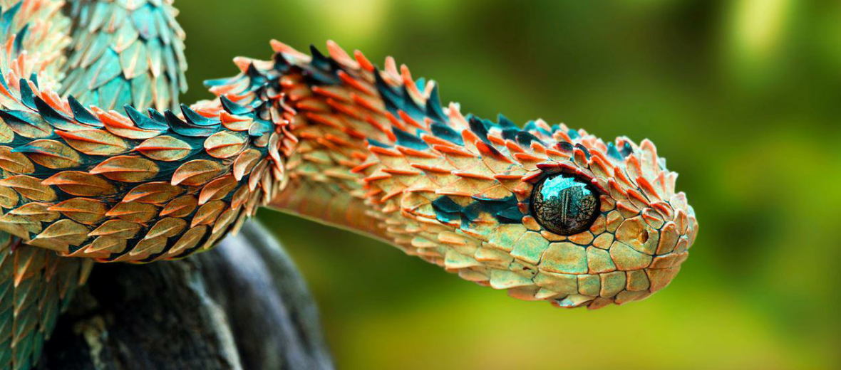 atheris-hispida-ilani