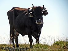maronesa-mal-qara-cinsi