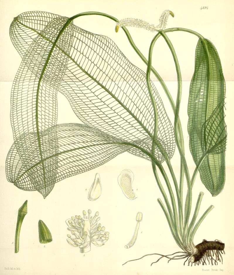 aponogeton-madagascariensis-bitki