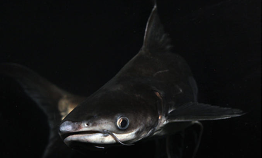 pangasius-sanitwongsei