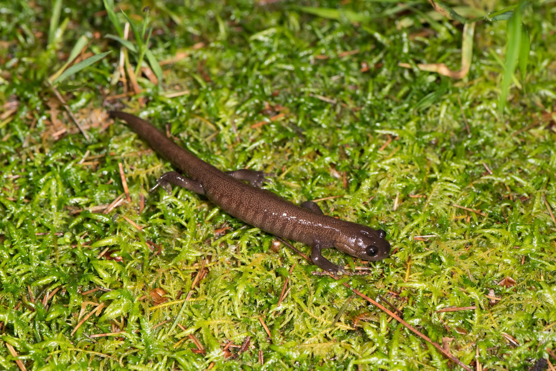 hynobius-arisanensis